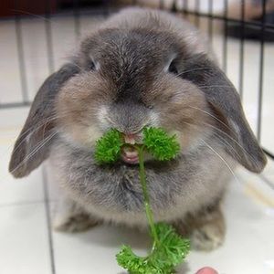 Meet your Posher, Ginji